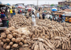 We need FG intervention to boost yam production in Nigeria – Tyolanga