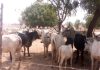 Security operatives recover 222 rustled cows, 58 sheep in Taraba