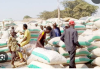 WE MAY ABANDON DRY SEASON FARMING NIGERIAN FARMERS CRY OUT AS GRAIN PRICES CRASH