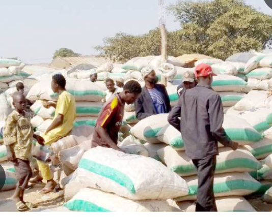 WE MAY ABANDON DRY SEASON FARMING NIGERIAN FARMERS CRY OUT AS GRAIN PRICES CRASH
