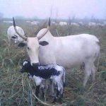 TABBITAL PULAKU TO HOST KEY LECTURE ON FARMERS–HERDERS PEACEBUILDING IN TARABA