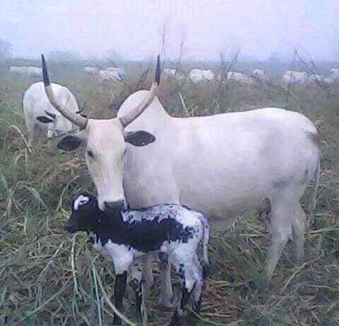 TABBITAL PULAKU TO HOST KEY LECTURE ON FARMERS–HERDERS PEACEBUILDING IN TARABA