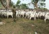 TROOPS DISLODGE TERRORISTS, RECOVER 91 RUSTLED CATTLE IN SOUTHERN TARABA.