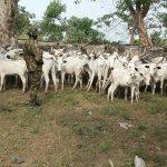 TROOPS DISLODGE TERRORISTS, RECOVER 91 RUSTLED CATTLE IN SOUTHERN TARABA.