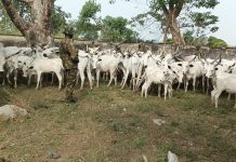TROOPS DISLODGE TERRORISTS, RECOVER 91 RUSTLED CATTLE IN SOUTHERN TARABA.
