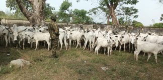 TROOPS DISLODGE TERRORISTS, RECOVER 91 RUSTLED CATTLE IN SOUTHERN TARABA.